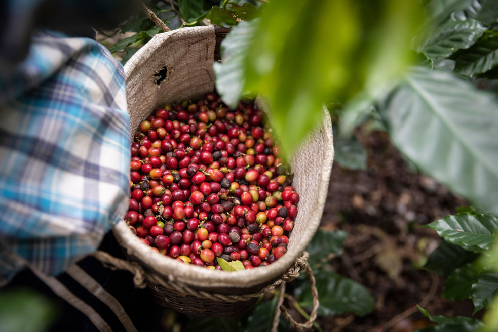 Caffeine - Ethiopia - Coffee - go joe bean