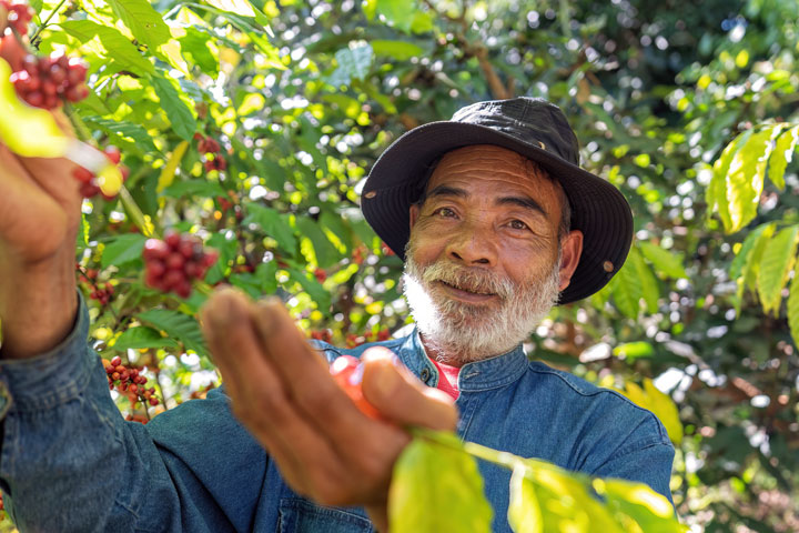 Climate Change - Coffee Industry - Sustainable Farming - go joe bean