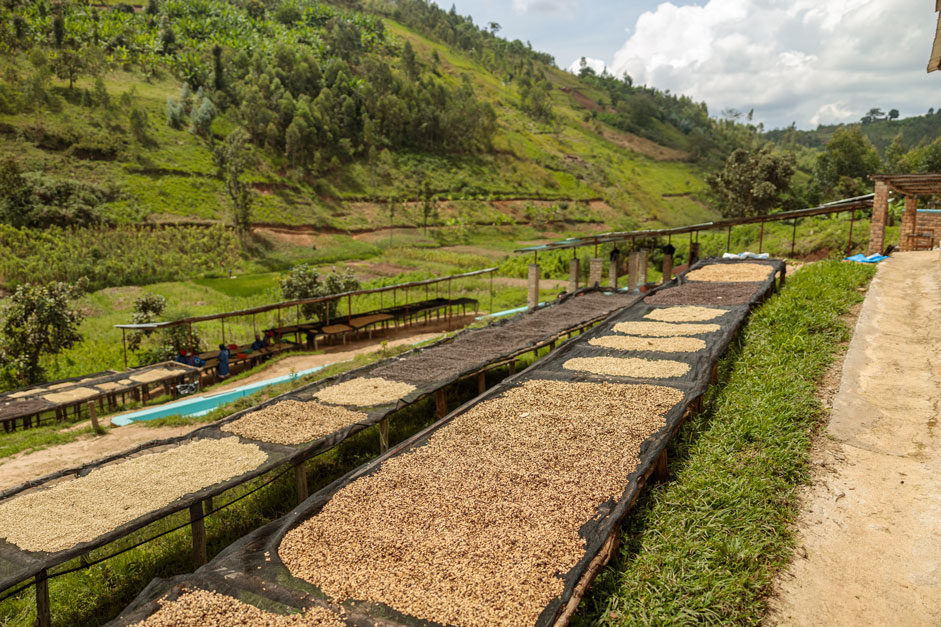 Climate Change - coffee industry - go joe bean