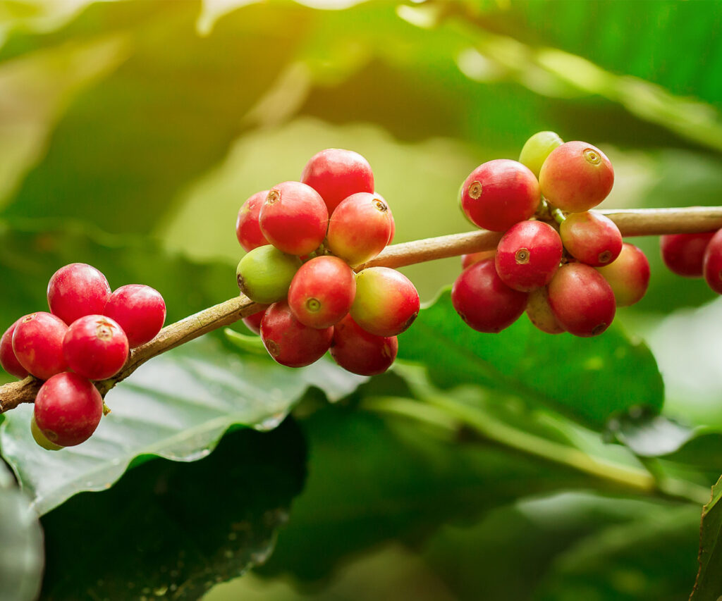 Explore the Diverse World of Coffee Plants and Their Unique Differences 5- go joe bean