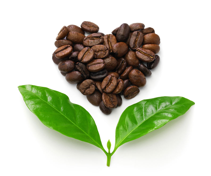 Sustainable Coffee Farming - Environmental Sustainability - Carbon Footprint - go joe bean