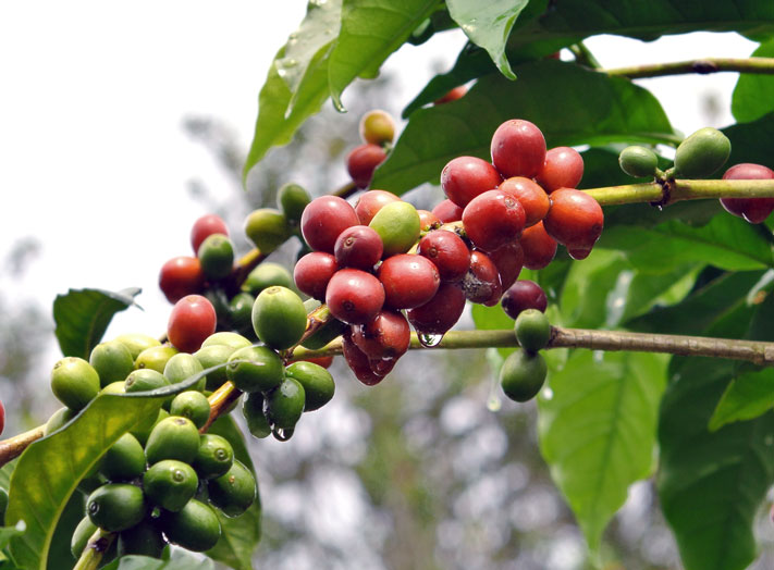 coffee plant - arabica - robusta - go joe bean