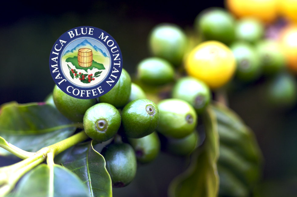 coffee-beans-on-the-branch- Jamaican Blue Mountain Coffee - go joe bean