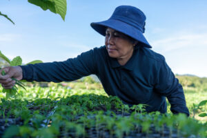 coffee farmer - sustainable coffee farming - carbon zero practices - go joe bean