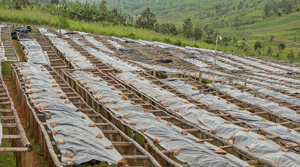 brewing up change - shade farming for coffee - go joe bean