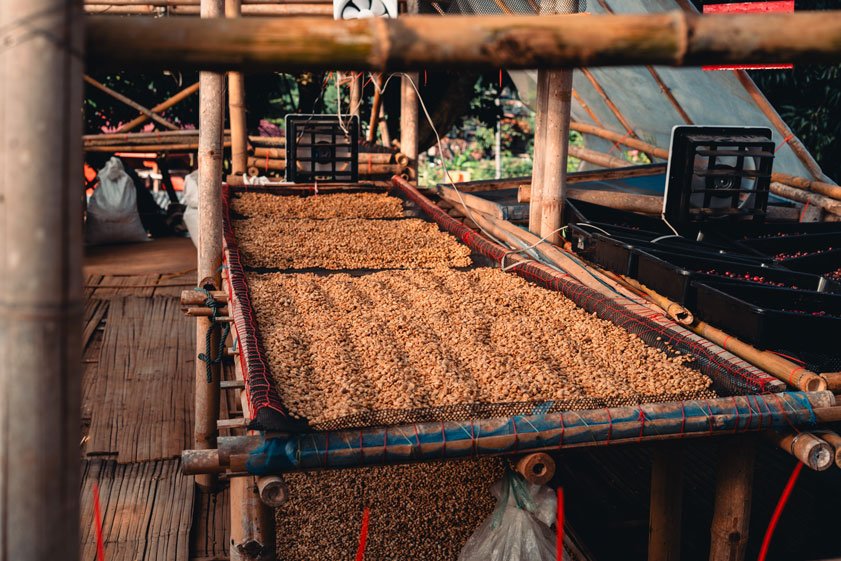 shaded coffee beans - shade farming for coffee - go joe bean